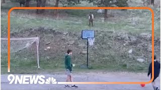 Elk plays soccer with kids in Evergreen [upl. by Dugan132]