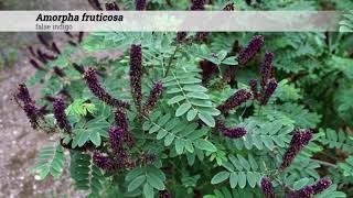 false indigo Amorpha fruticosa [upl. by Treborsemaj]