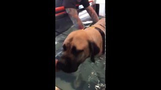 Mastiff with wobblers doing water therapy [upl. by Adlemy45]