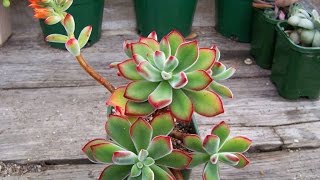 Succulents  How to Identify the Echeveria Pulvinata Ruby Blush [upl. by Fidelis652]