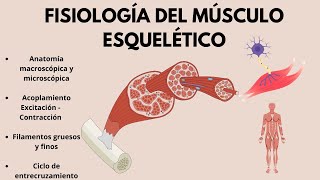 FISIOLOGÍA del músculo esquelético Acoplamiento excitación  contracción EN 20 MINUTOS [upl. by Petula]