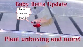 Baby Betta Update Plant unboxing and more [upl. by Erikson]