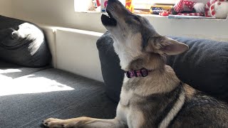 Czechoslovakian Wolfdog Puppy Howling [upl. by Portie17]