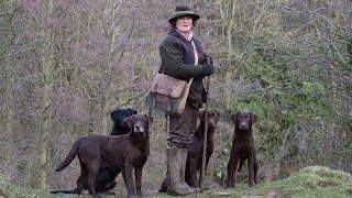 Working Labrador Retrievers with Grangemead Labradors [upl. by Ayhtin163]