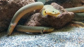 A RopeReed Fish Care Guide And Other Information About Them [upl. by Blaire424]