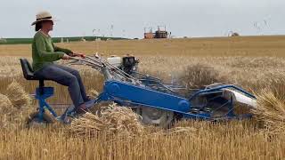 BCS 622 ReaperBinder  In action harvesting Wheat [upl. by Norina716]