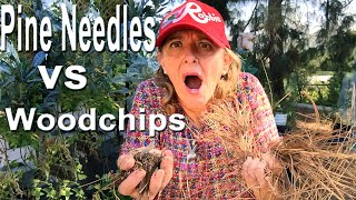 Gardening Ideas for Home Garden Pine Needles for Mulch or Composting Making Soil Container Garden [upl. by Bing]