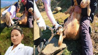 Castration fo goatबाेकालाई खसी बनाउने तरिका [upl. by Ytteb250]