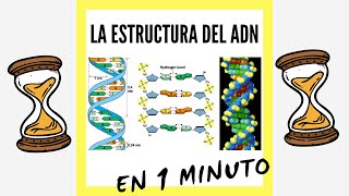 La Estructura del ADN EN 1 MINUTO [upl. by Attiuqal]