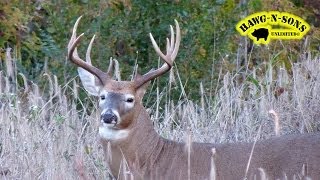 Self Filmed Whitetail Deer Bow Hunting Coyote  BIG Illinois Pre Rut Bucks [upl. by Eerak362]