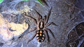 Hapalopus sp Colombia large quotThe Pumpkin Patchquot Husbandry and Feeding [upl. by Atsugua]