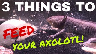 WHAT DO AXOLOTLS EAT [upl. by Burford]