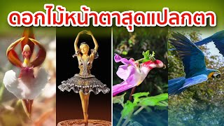 10 ดอกไม้ หน้าตาน่ารัก สุดแปลกตา [upl. by Hilarius]