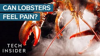 Why Do We Boil Lobsters Alive [upl. by Edee]