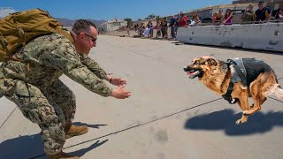 Most Emotional Dogs Reunions with Their Owners That Will Melt Your Heart ❤️ [upl. by Sumerlin]