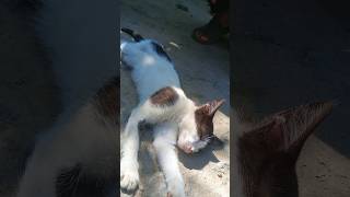 Sleeping cute cat 😌The Most Adorable Cat Lying on the Ground [upl. by Aleacin]