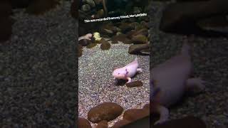 Axolotls in real life [upl. by Muna328]