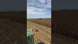 First field of corn 2024 [upl. by Barney]