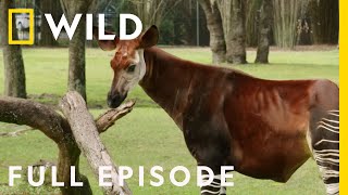 A Pregnant Okapi Gives Birth at Animal Kingdom Full Episode  Magic of Disneys Animal Kingdom [upl. by Nyladnewg713]