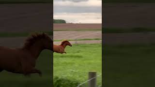 Shivohn is one happy girl quarterhorse greengrass spring horse runningfree [upl. by Yssac]