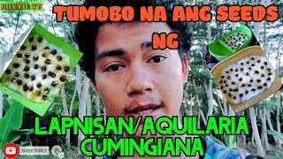 Tumobo Ng Yong Na Germinate ko Seeds Ng LapnisanAquilaria CumingianaAgarWood Tree [upl. by Mick]