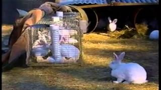 Rabbit Farming in Australia [upl. by Soinski891]