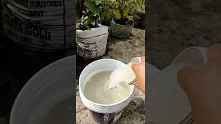 नायब फर्टिलाइजर से पौधों में नई ग्रोथ और जल्दी फल  Natural Growth Booster for Plants shortsvideo [upl. by Nosaes]