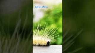 Fall Webworms in slow and regular motionLOOK at them go worms insects nature infestation [upl. by Lectra]