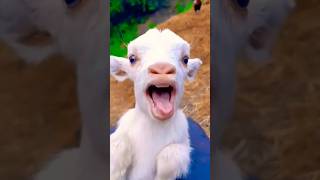 Cute Goat Kid Calling Mama♥️👌 viralshorts kids [upl. by Arezzini]