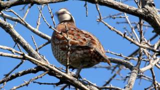 Northern Bobwhite Quail [upl. by Annahsed]