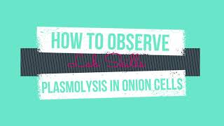 How to Observe Plasmolysis in Onion Cells [upl. by Iadrahc125]