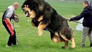 10 Most Powerful Dogs in the World [upl. by Leamiba8]