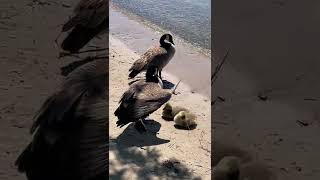 Canada goose getting protective  Canada goose hissing [upl. by Ydner]