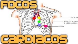 Focos Cardiacos Auscultación en 4 min  Medicina en Videos [upl. by Kohler]