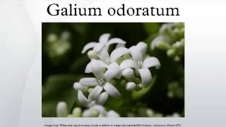 Galium odoratum [upl. by Bondy]