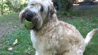 Wheaten Terrier Pup  Colour Me Happy [upl. by Svirad]