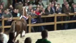 Kampioen KWPN Hengstenkeuring Den Bosch Tuigpaarden  Patijn x Manno [upl. by Derreg]