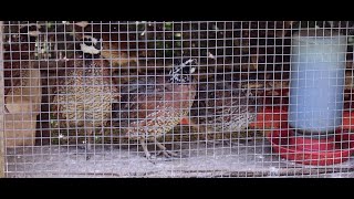 Raising Bobwhite Quail [upl. by Ahsym]