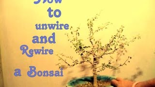 How to Wire Pithecellobium Bonsai  Madras thorn  monkeypod Jungle Jalebi [upl. by Schlesinger]