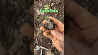 Eroding Geodes Washington geode crystal quartz fyp pnw explore nature find rock [upl. by Annyahs]