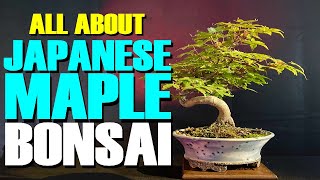 The Ultimate Guide to Japanese Maple Bonsai Beauty [upl. by Nauj]