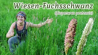 WiesenFuchsschwanz Alopecurus pratensis  Artenporträt Merkmale  Ökologie  Wissenswertes [upl. by Prem776]