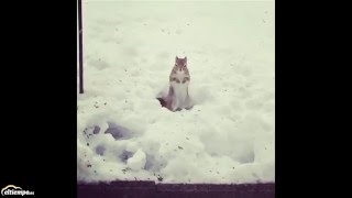 Ardilla bailando sobre la nieve [upl. by Elbag]