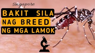 ANG BANSANG NAG BREED NG LAMOK PARA LABANAN ANG DENGUE  Kaalaman [upl. by Aimac]