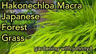 How To Grow Hakonechloa macra or Hakone Grass  Japanese Forest Grass [upl. by Ahsikel]