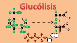 GLUCÓLISIS Respiración anaerobia [upl. by Eipper]