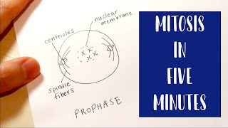 Mitosis in 5 Minutes  Drawing and Labeling Diagram Tutorial [upl. by Tarfe]