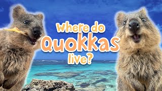 Quokka Facts [upl. by Saddler]