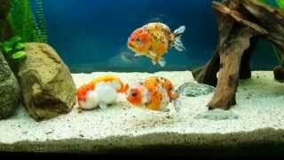 My Ranchu Goldfishs [upl. by Ajnot]