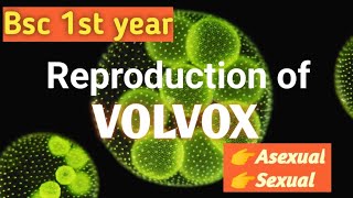 Reproduction in Volvox  bsc 1st year bsc botany [upl. by Ellene]